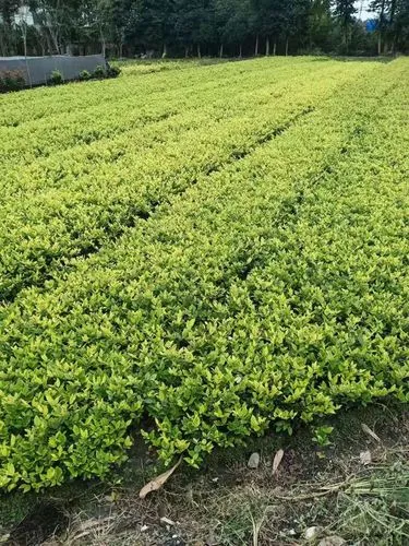 水弹枪机匣网球拍什么用